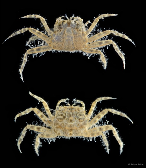 Ilyograpsus sp. "5f403242" • © Arthur Anker • All Rights Reserved