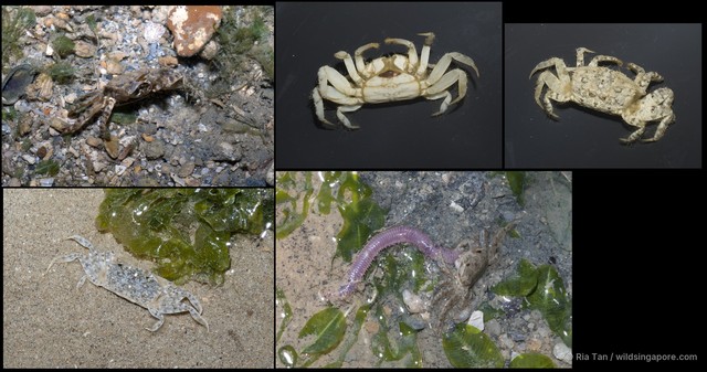 Macrophthalmus sp. "5267e67f" • © Ria Tan • All Rights Reserved