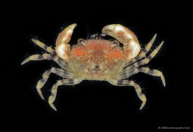 Macrophthalmus sp. "5f403262" • © CMBS photography team • All Rights Reserved