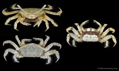 Macrophthalmus (Macrophthalmus) milloti Crosnier, 1965