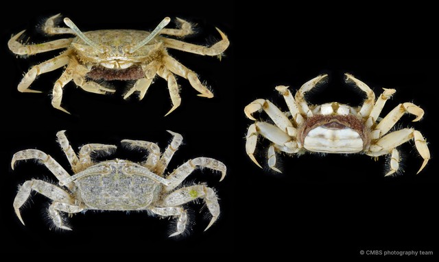 Macrophthalmus (Macrophthalmus) milloti • © CMBS photography team • All Rights Reserved