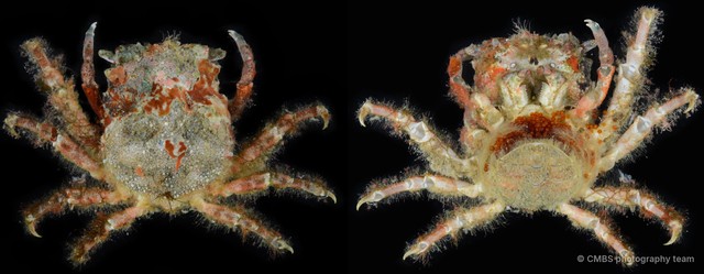 Micippa sp. "1" • © CMBS photography team • All Rights Reserved
