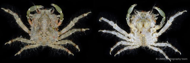 Micippa sp. "2" • © CMBS photography team • All Rights Reserved