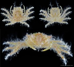 Micippa sp. "3"