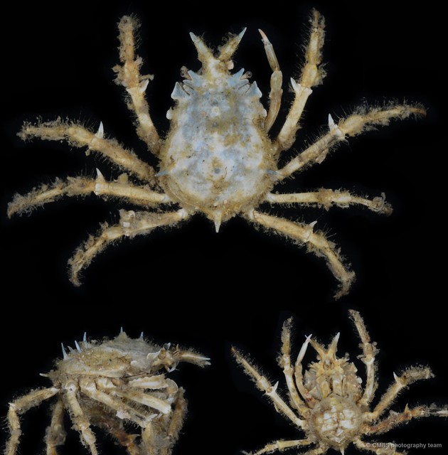 Prismatopus sp. "1" • © CMBS photography team • All Rights Reserved