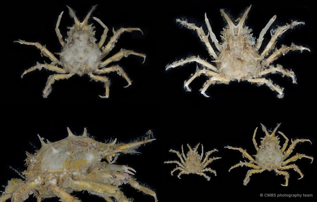 Prismatopus sp. "2" • © CMBS photography team • All Rights Reserved