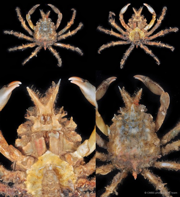 Prismatopus sp. "3" • © CMBS photography team • All Rights Reserved