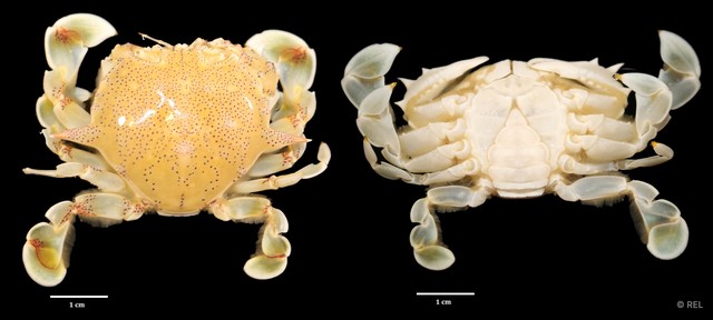 Ashtoret lunaris