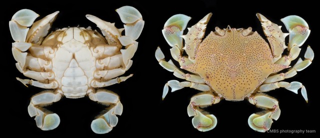 Ashtoret lunaris