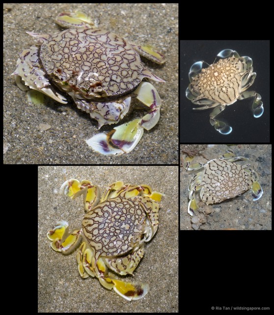 Matuta planipes