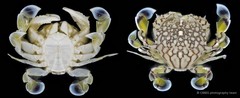 Matuta planipes • © CMBS photography team • All Rights Reserved