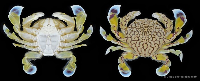 Matuta planipes