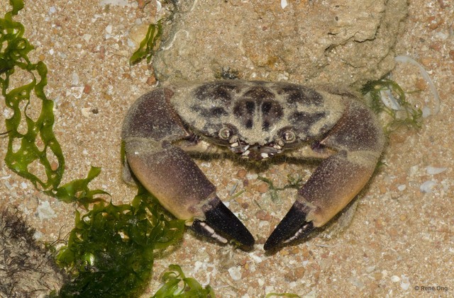 Menippidae sp. "bfe8d4fe" • © Rene Ong • All Rights Reserved
