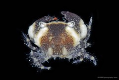 Myomenippe sp. "cf. hardwickii" • © CMBS photography team • All Rights Reserved