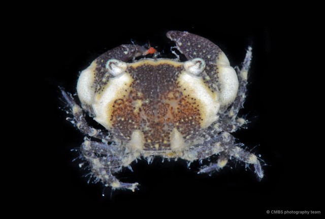 Myomenippe sp. "cf. hardwickii" • © CMBS photography team • All Rights Reserved