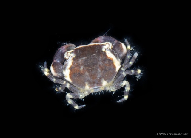 Myomenippe sp. "cf. hardwickii"