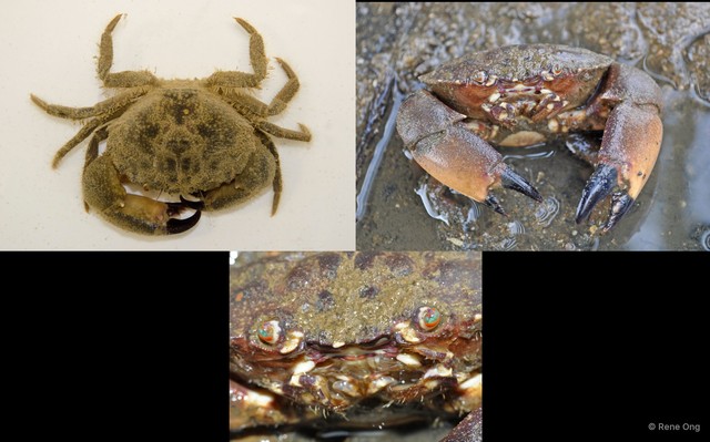 Myomenippe hardwickii