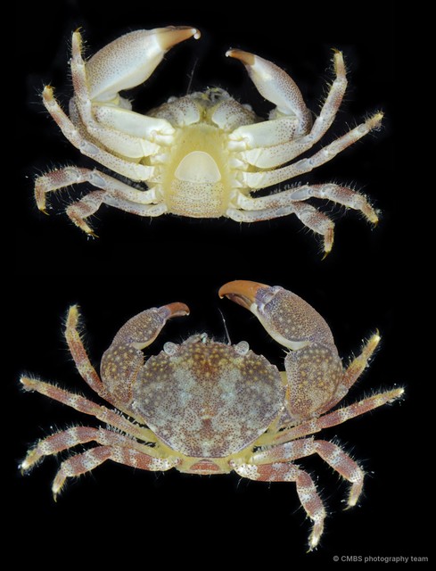 Sphaerozius sp. "5f40331f" • © CMBS photography team • All Rights Reserved