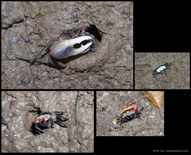 Ocypodidae sp. "5267e688" • © Ria Tan • All Rights Reserved