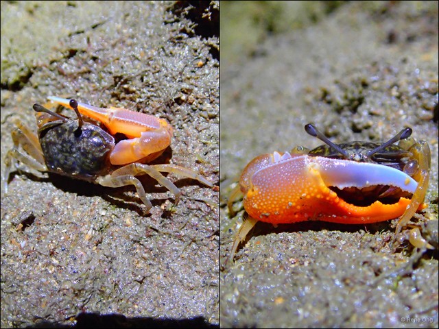 Ocypodidae sp. "bfe8d4dd" • © Rene Ong • All Rights Reserved