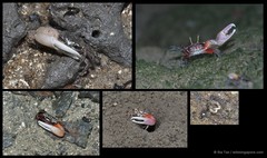Austruca annulipes • © Ria Tan • All Rights Reserved