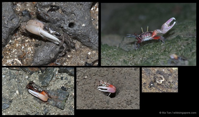 Austruca annulipes