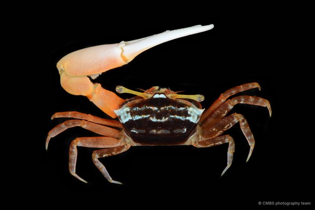 Austruca annulipes • © CMBS photography team • All Rights Reserved