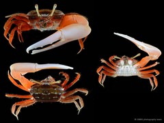 Austruca annulipes • © CMBS photography team • All Rights Reserved