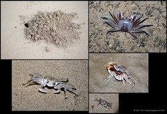 Ocypode ceratophthalmus • © Ria Tan • All Rights Reserved