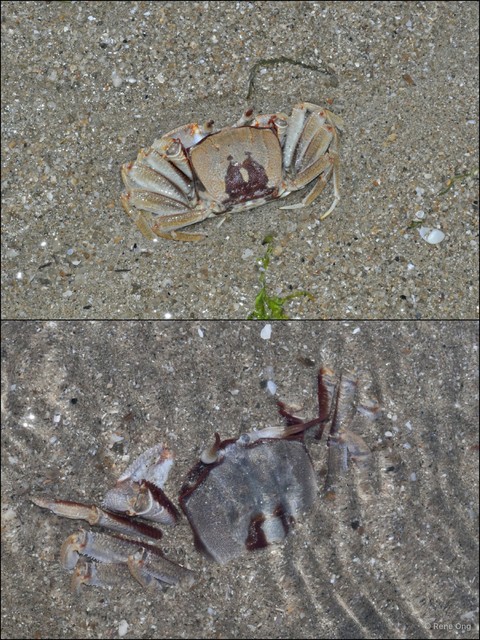 Ocypode ceratophthalmus