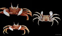 Ocypode ceratophthalmus