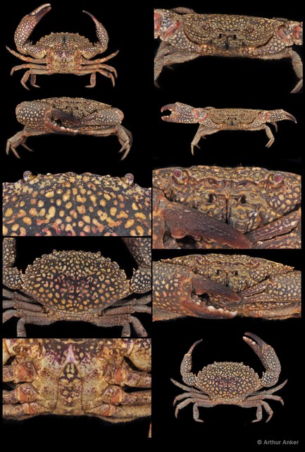 Epixanthus dentatus