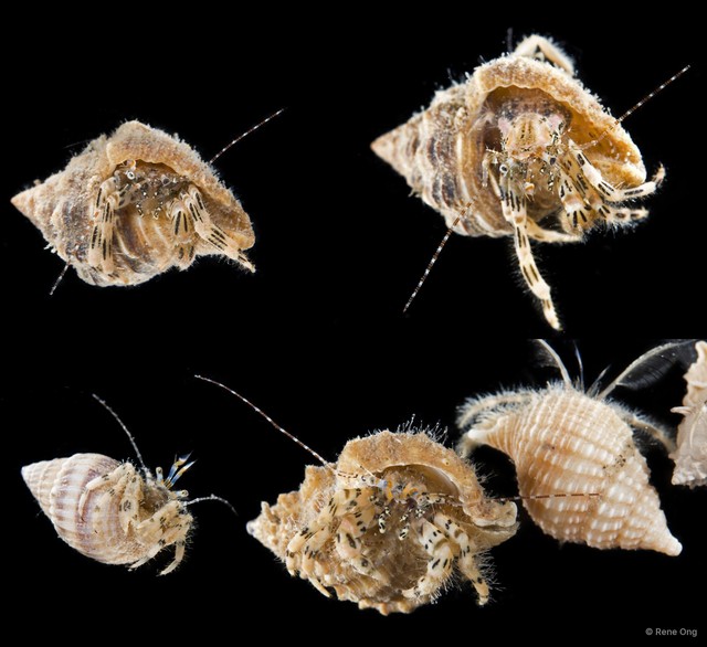 Pagurus sp. "1" • © Rene Ong • All Rights Reserved