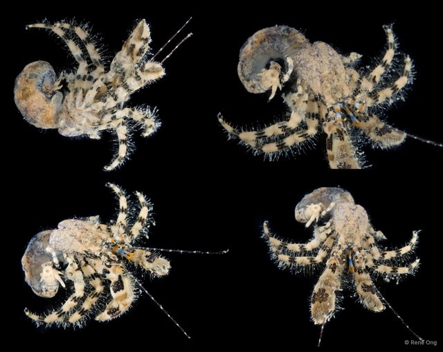Pagurus sp. "2" • © Rene Ong • All Rights Reserved