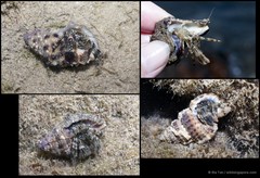Pagurus hedleyi • © Ria Tan • All Rights Reserved