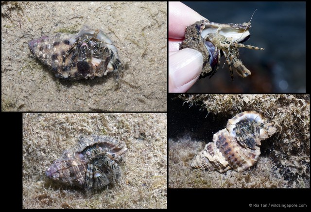 Pagurus hedleyi