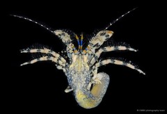 Pagurus hedleyi • © CMBS photography team • All Rights Reserved