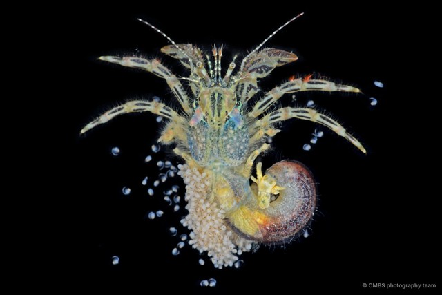 Pagurus kulkarnii • © CMBS photography team • All Rights Reserved