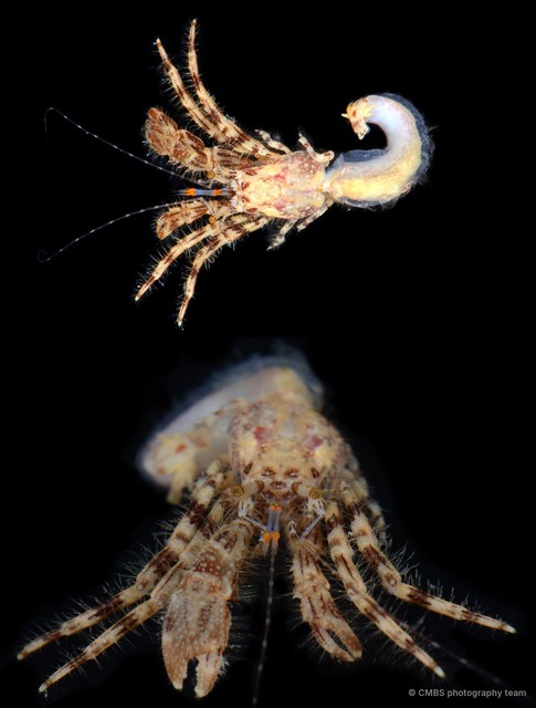 Pagurus kulkarnii