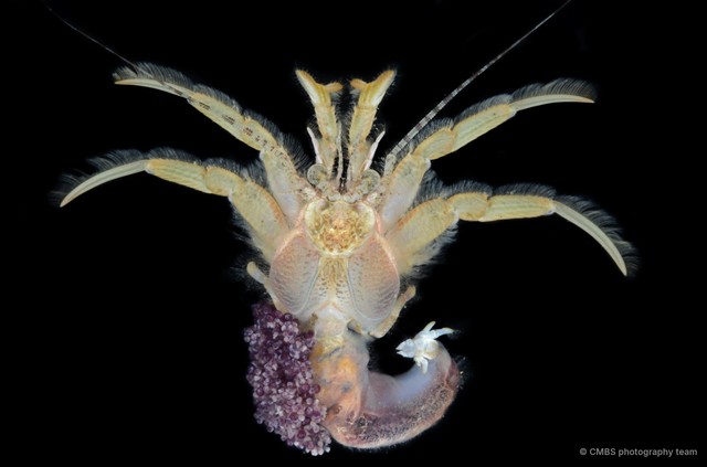 Spiropagurus spiriger • © CMBS photography team • All Rights Reserved