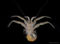 Spiropagurus spiriger • © CMBS photography team • All Rights Reserved