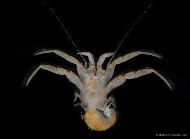 Spiropagurus spiriger