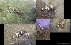 Ancylocaris brevicarpalis • © Ria Tan • All Rights Reserved