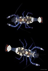 Ancylocaris brevicarpalis • © Arthur Anker • All Rights Reserved