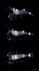 Ancylocaris brevicarpalis • © Arthur Anker • All Rights Reserved