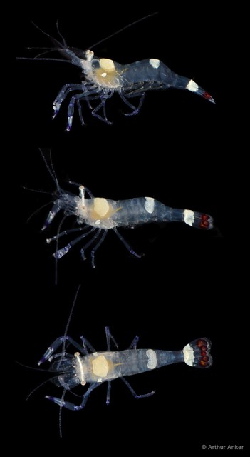 Ancylocaris brevicarpalis