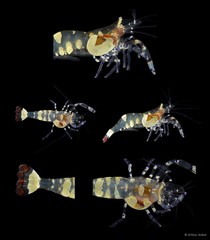 Ancylocaris brevicarpalis • © Arthur Anker • All Rights Reserved