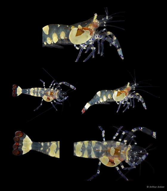 Ancylocaris brevicarpalis