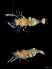 Ancylocaris brevicarpalis • © Arthur Anker • All Rights Reserved