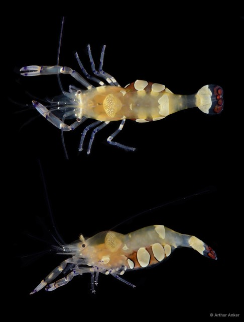 Ancylocaris brevicarpalis